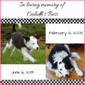 Border collie pup and senior