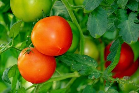 Red ripened and green beefsteak tomatoes on the vine