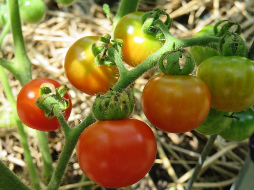 tomatoes of varying shades of orange on the vine