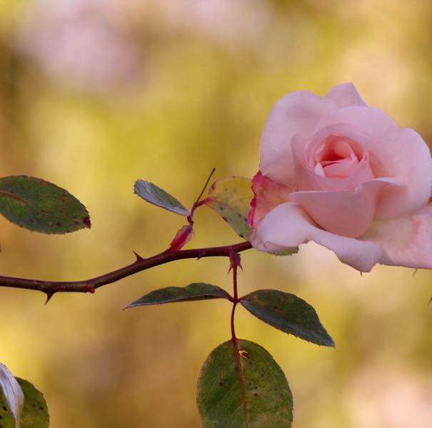 Pink rose on thorny stem