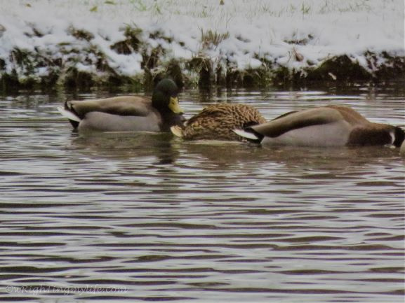Brown Mallards on Winter Pond