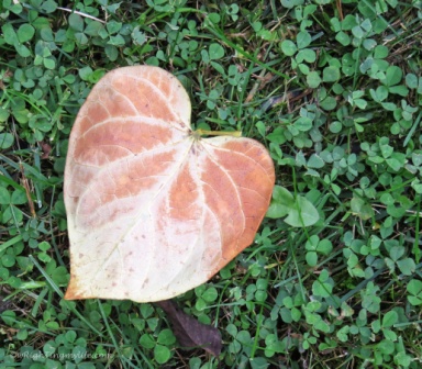 Leaf Heart in grass