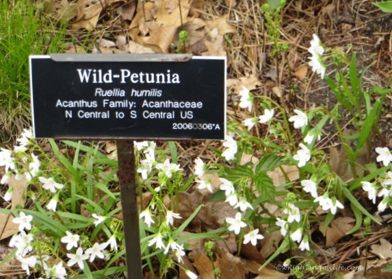 Wild Petunia sign in city garden amidst white flowers
