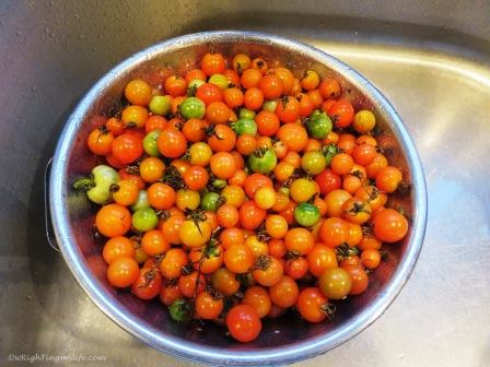 Washed tomatoes