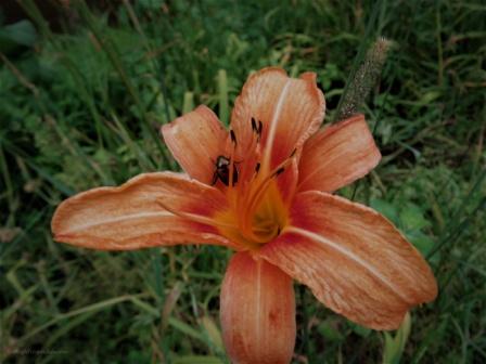 Terracotta Colored Beetle and Lily