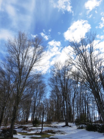 Vivid blue sky above silhoutted trees and melting snow covered ground