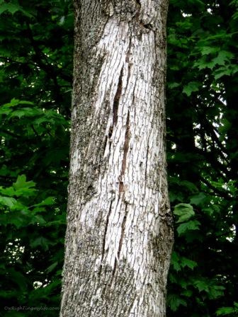 White and grey tree bark